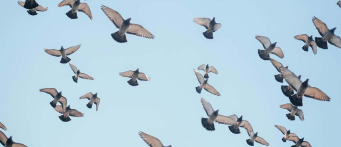 Que-Puede-Ensenarte-un-Cementerio-Sobre-la-Reutilizacion-de-Contenido-en-Marketing-recursos_creativos pexels-ahmetkurt-12131004-1024x576-978x500